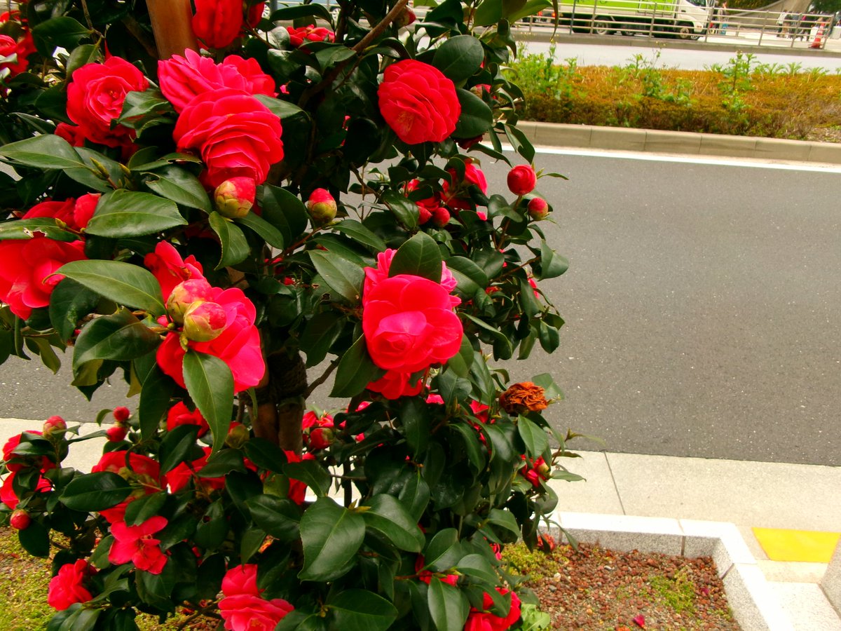 lil_pakapaka's tweet image. #FZ55 で写真撮り歩きながら #モネ展 行ってきた