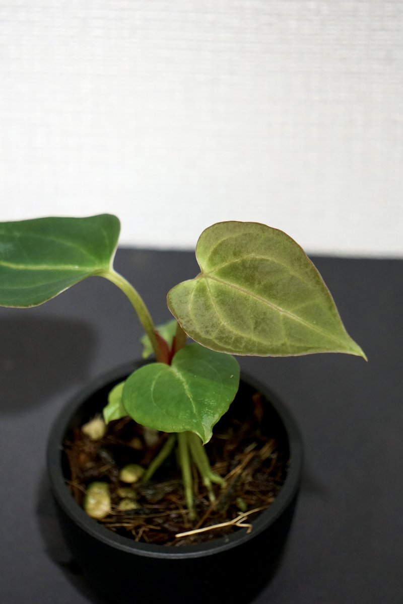 ボタニカルゴリラ tweet media