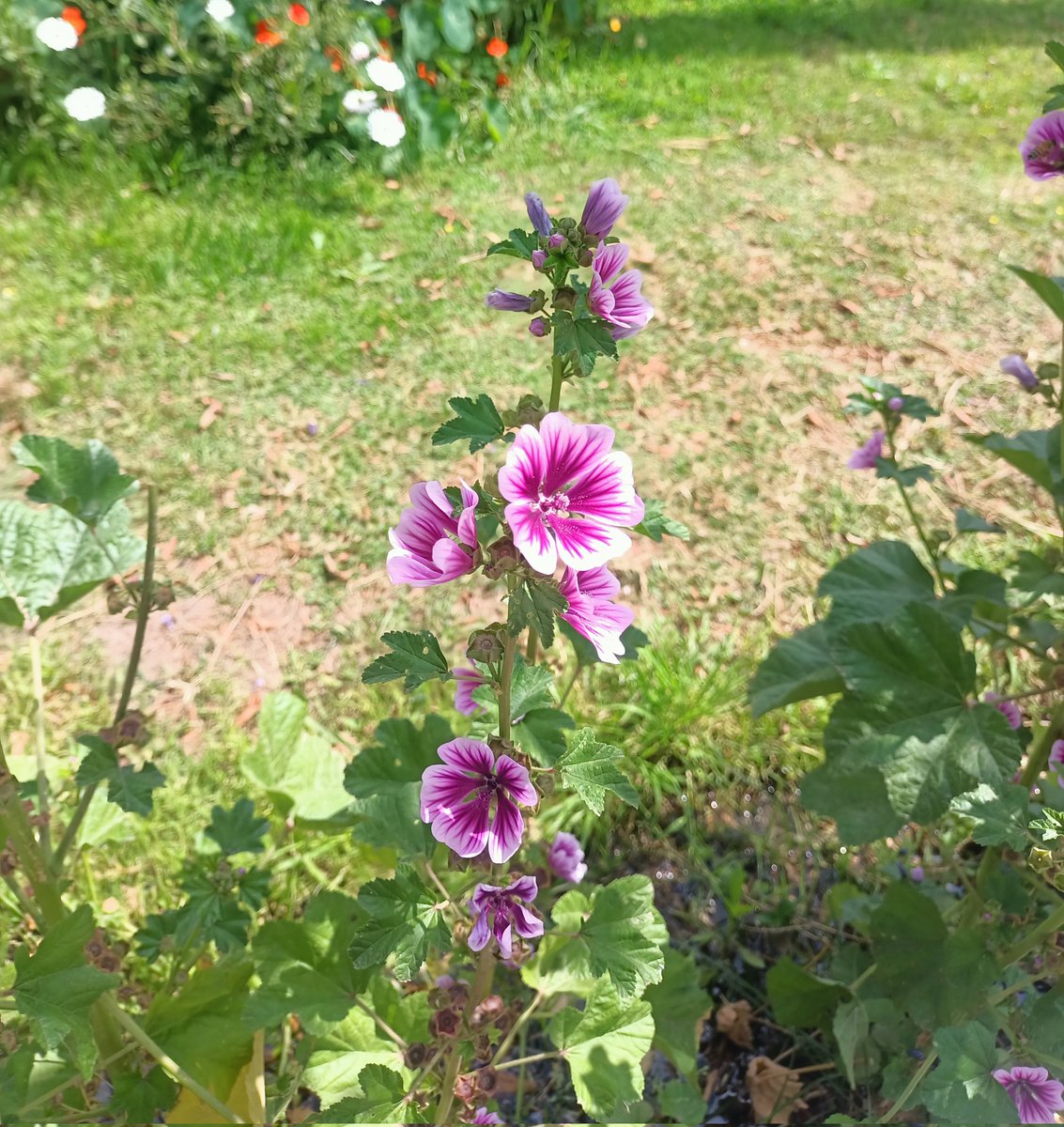 عَهْدُ الْهَوَى tweet media