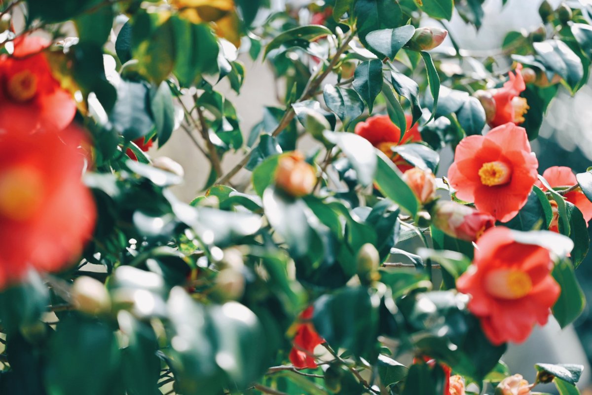 久莉 | kuri tweet media