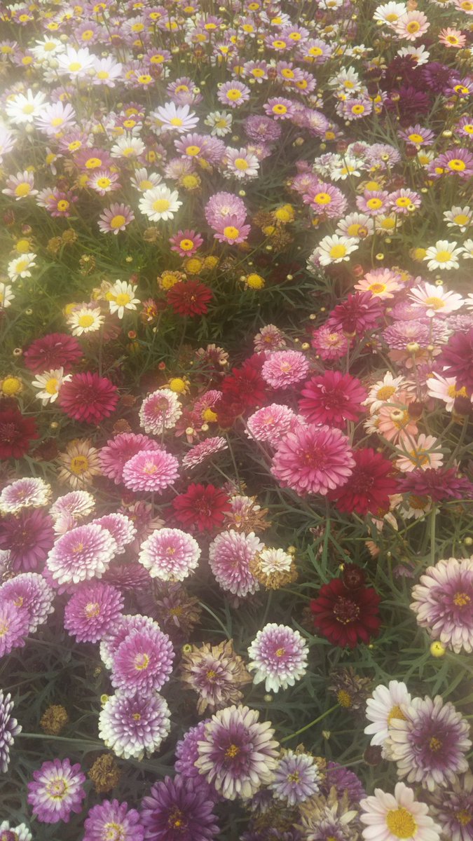 <a href="/mintleafmoon/">🍀葉 月🌙*˚</a> ❁*

葉月さんへ

沢山のお花が届きますように。