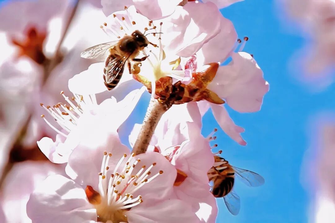 Beihang1952's tweet photo. When spring unfolds at #Beihang, our cutest residents are enjoying the lovely days.🐦🐝🦆 https://t.co/fM72CZjDyQ
