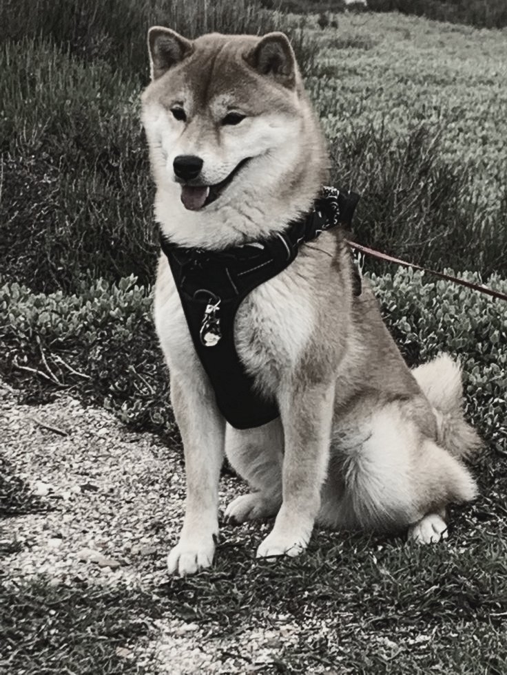 𝙀𝙇𝙇𝙀𝙉𝙊𝙍𝘼 FLEUR. tweet media