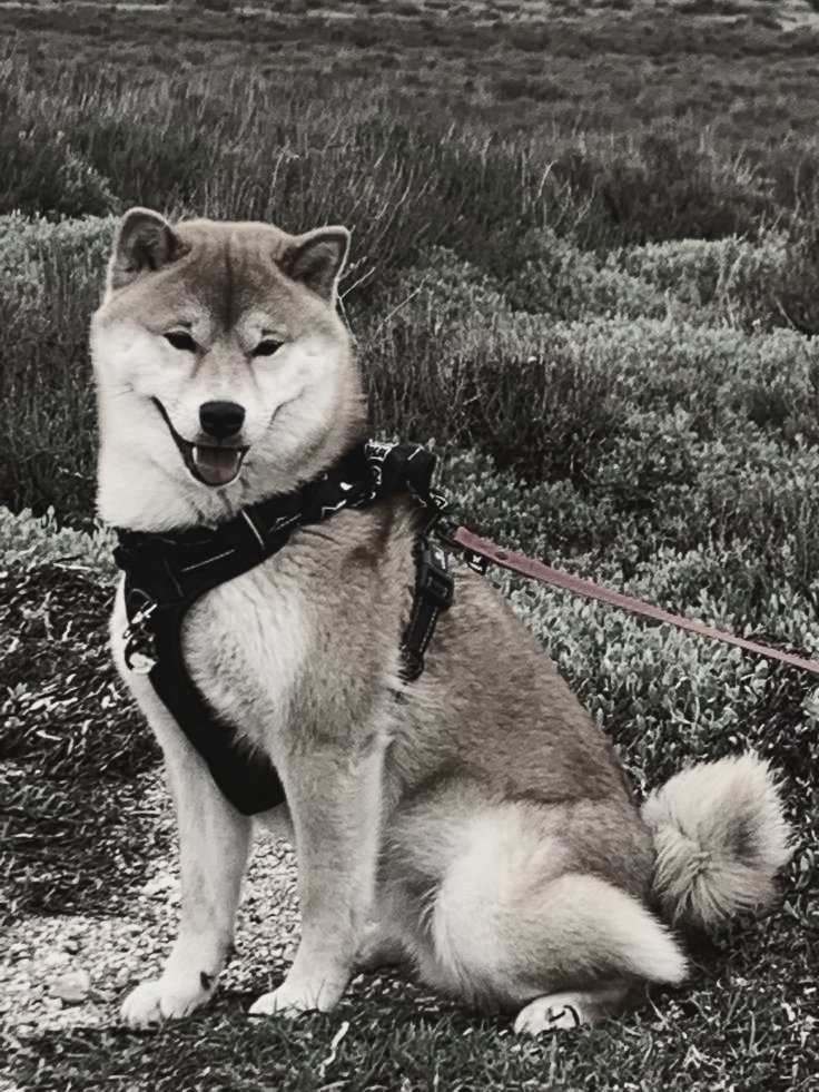 𝙀𝙇𝙇𝙀𝙉𝙊𝙍𝘼 FLEUR. tweet media