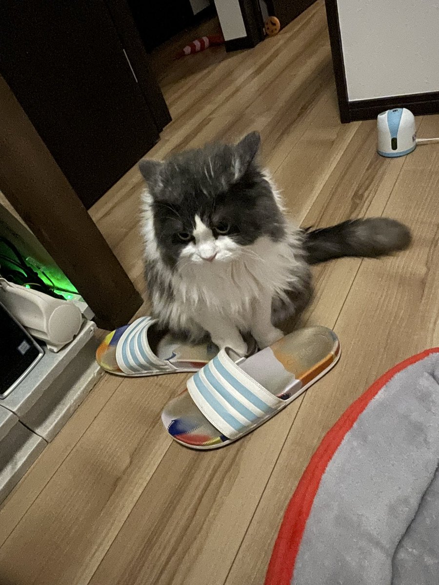 キムラヒム　ま tweet media