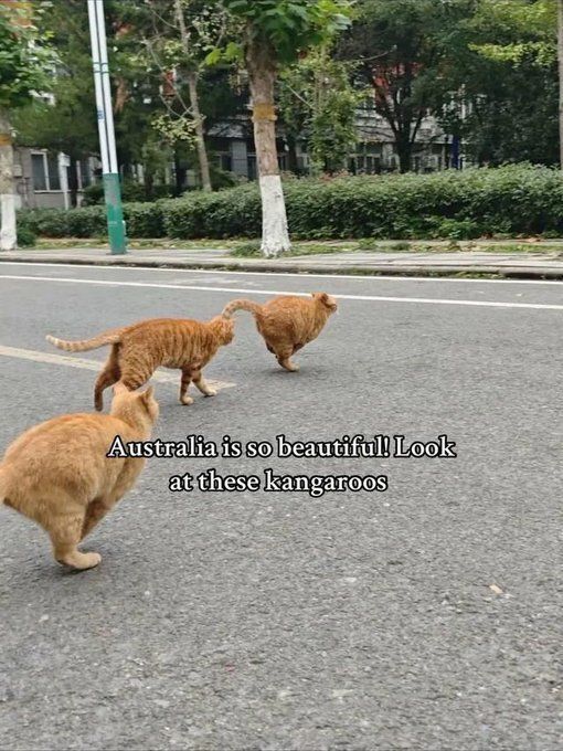 Tweets Of Cats tweet media