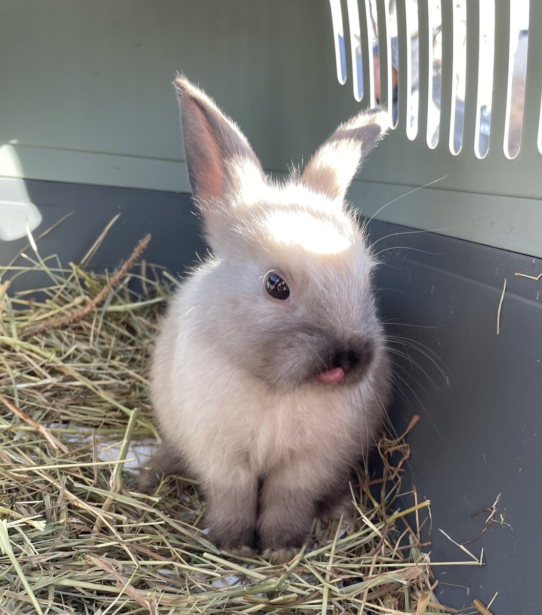 smådjurälskare tweet media