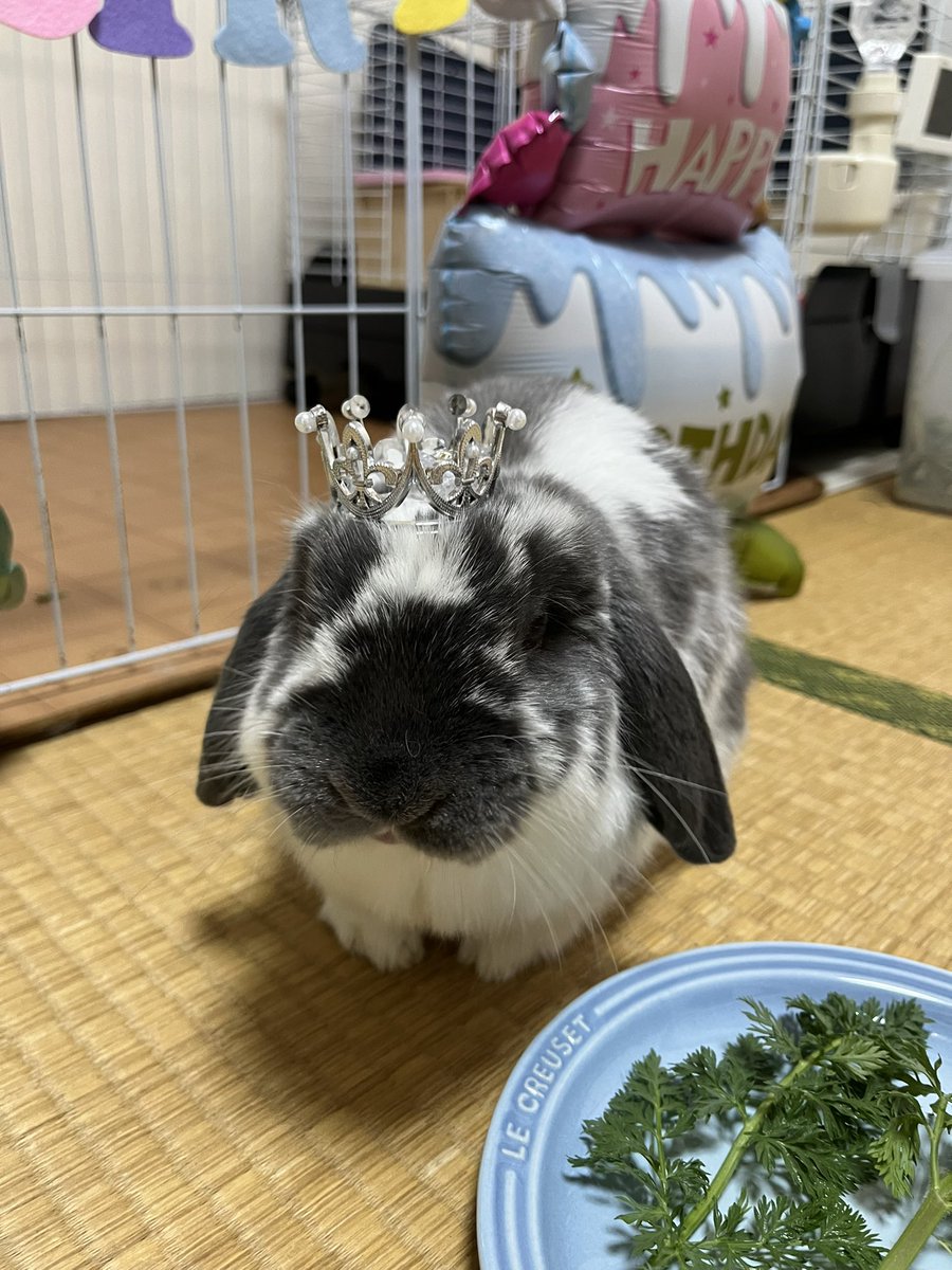 ごまのママ tweet media