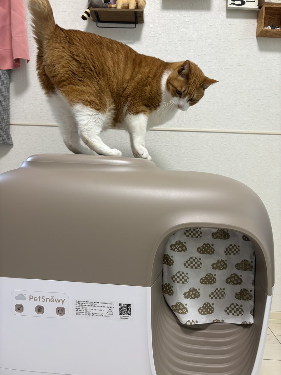 ゆうき tweet media