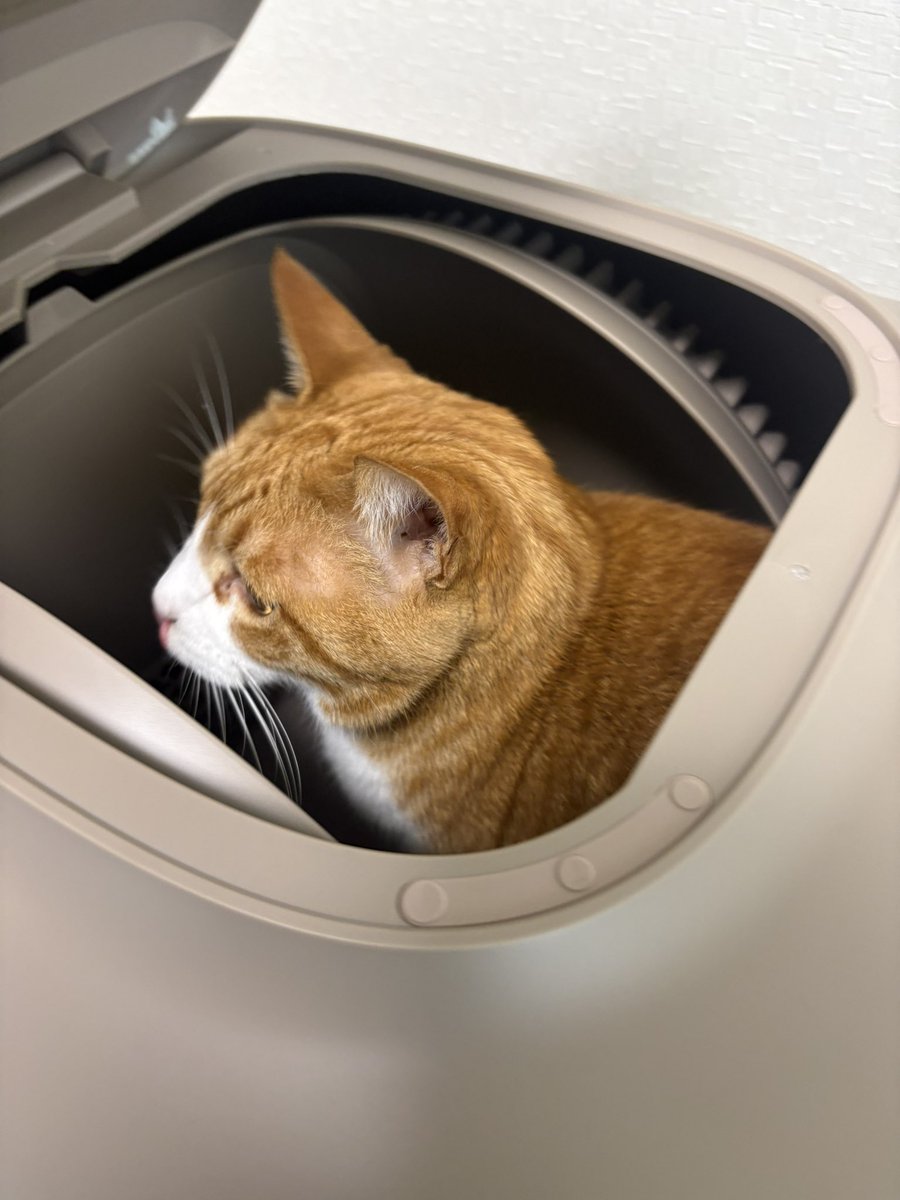 ゆうき tweet media