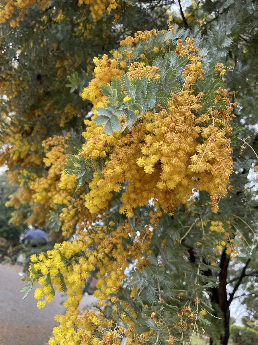 雨の植物園にて𖥸⸝⋆
Gohganの花のカナッペ 𖦞 .•