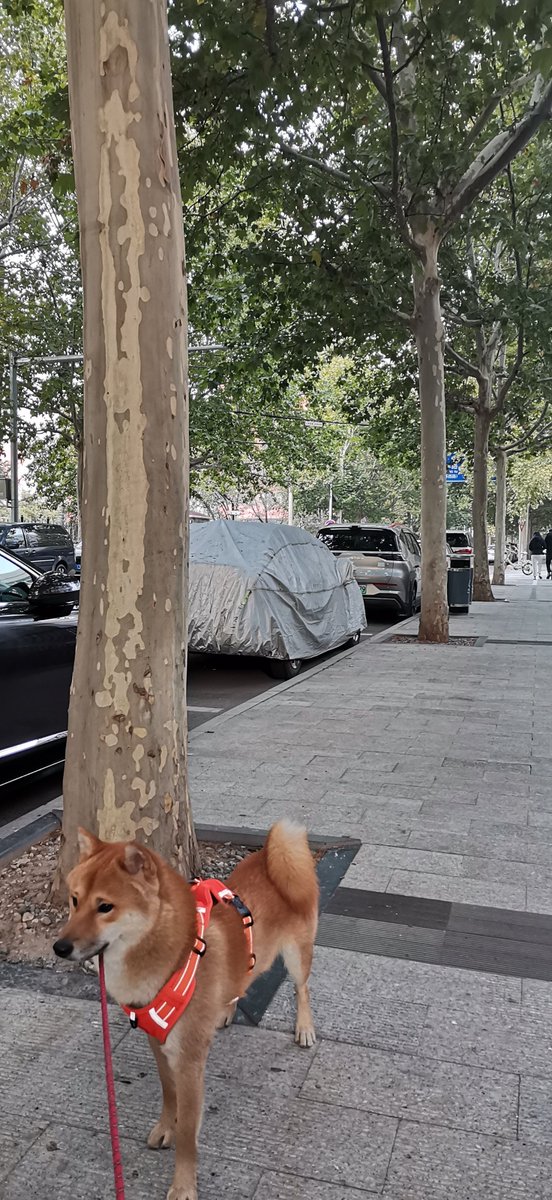 Raj Kumar Kanodia tweet media