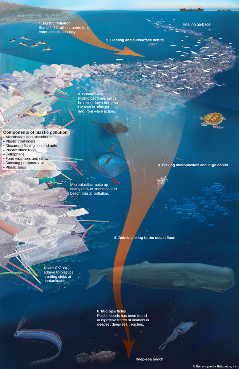 eco_tribune's tweet photo. L'impact du plastique sur nos #océans et nos plages.
#ActForChange
#ClimateAction
#Shift
@PropreSenegal https://t.co/q8Ed75tC00