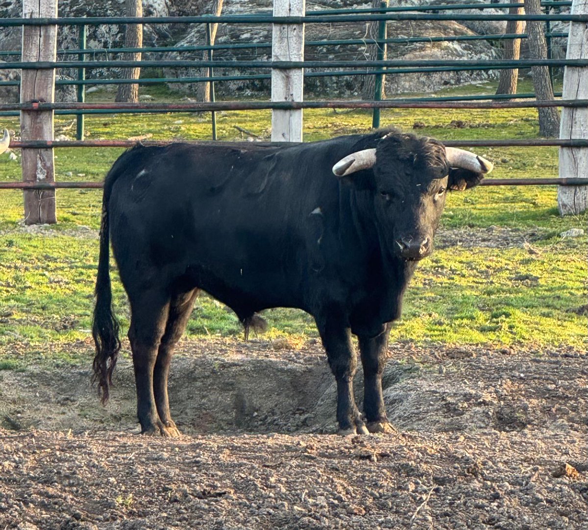 Circuito de Novilladas de la Comunidad de Madrid tweet media