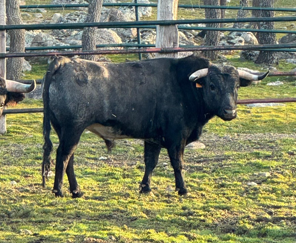 Circuito de Novilladas de la Comunidad de Madrid tweet media