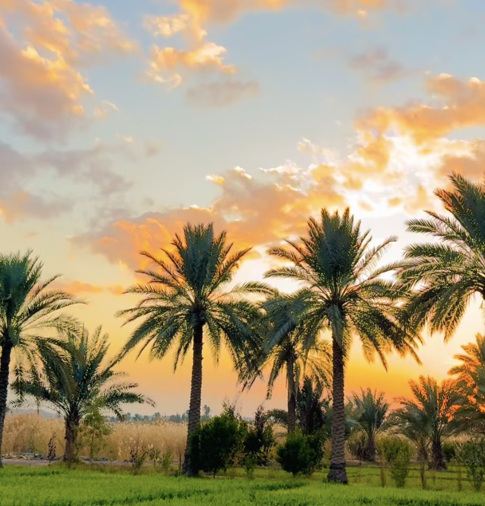 قلم رصاص tweet media