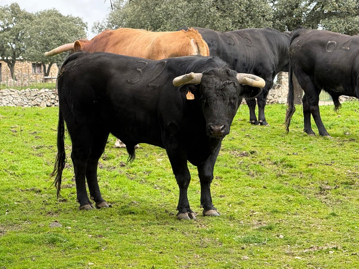 Circuito de Novilladas de la Comunidad de Madrid tweet media