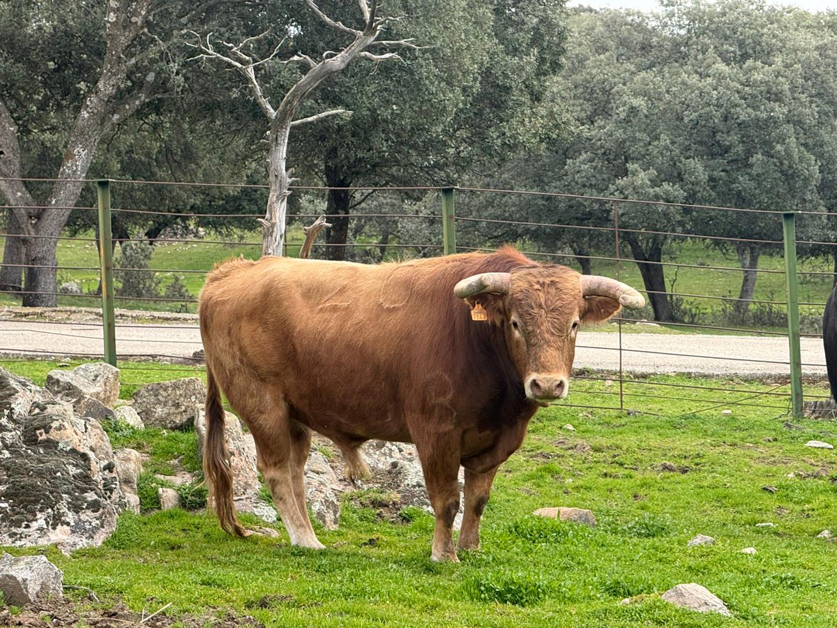 Circuito de Novilladas de la Comunidad de Madrid tweet media