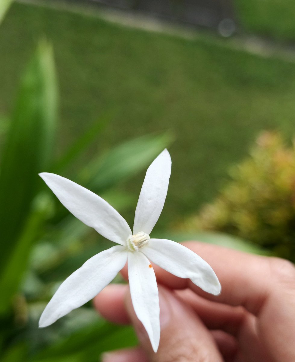 🌸 Thins 🌸 (❖,❖) tweet media