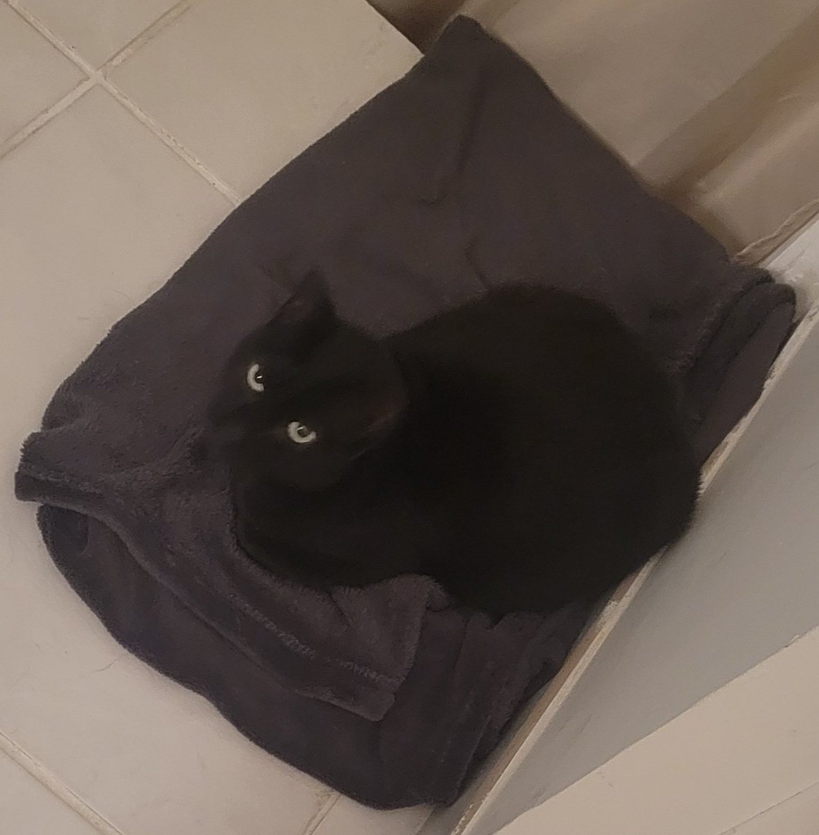 Ambryon 🐥 tweet media