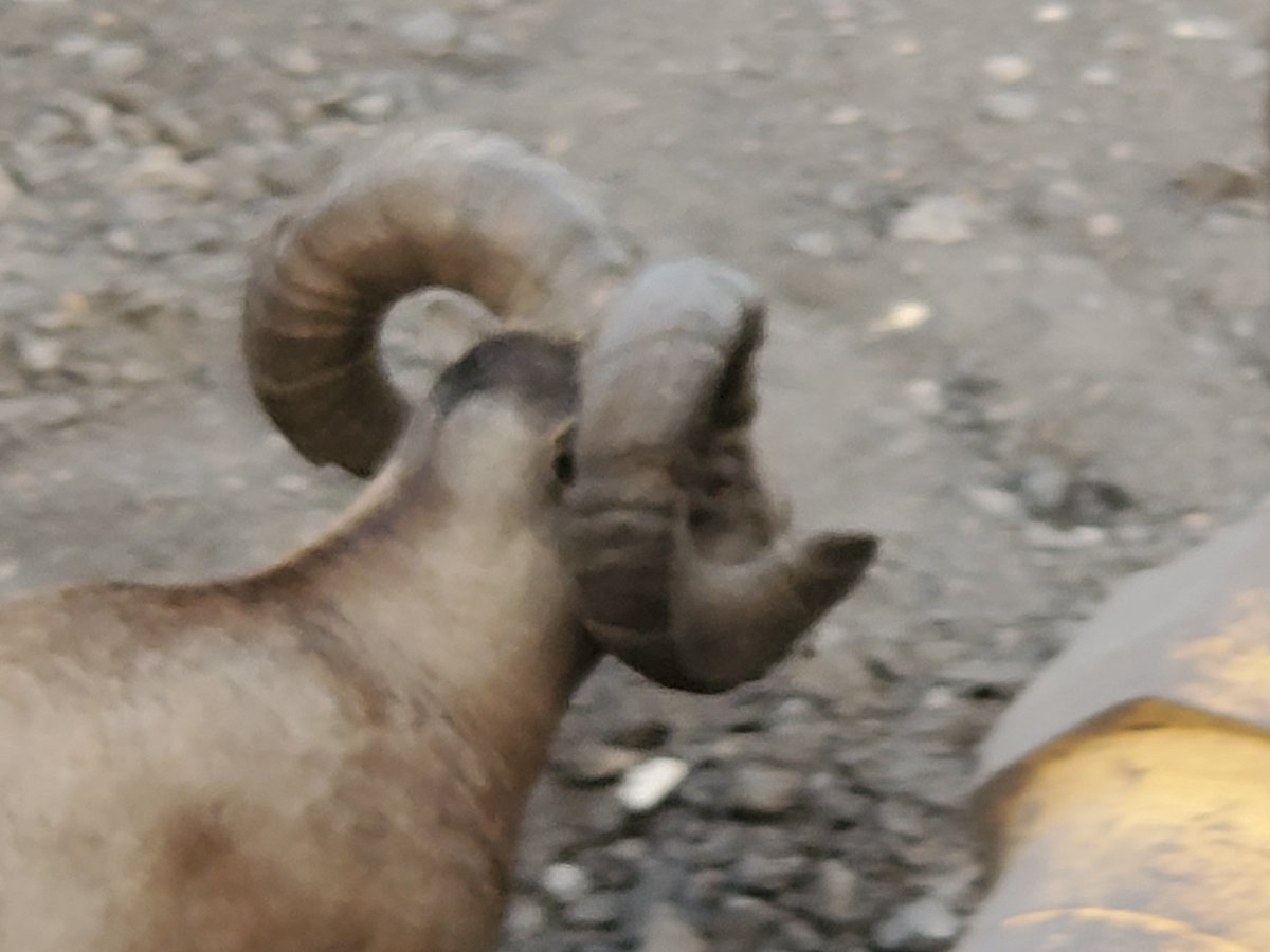 wrbowcalify Robertson tweet media