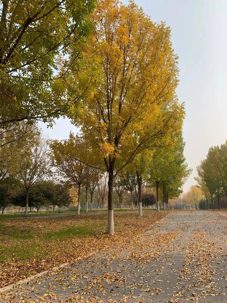 Austin David tweet media