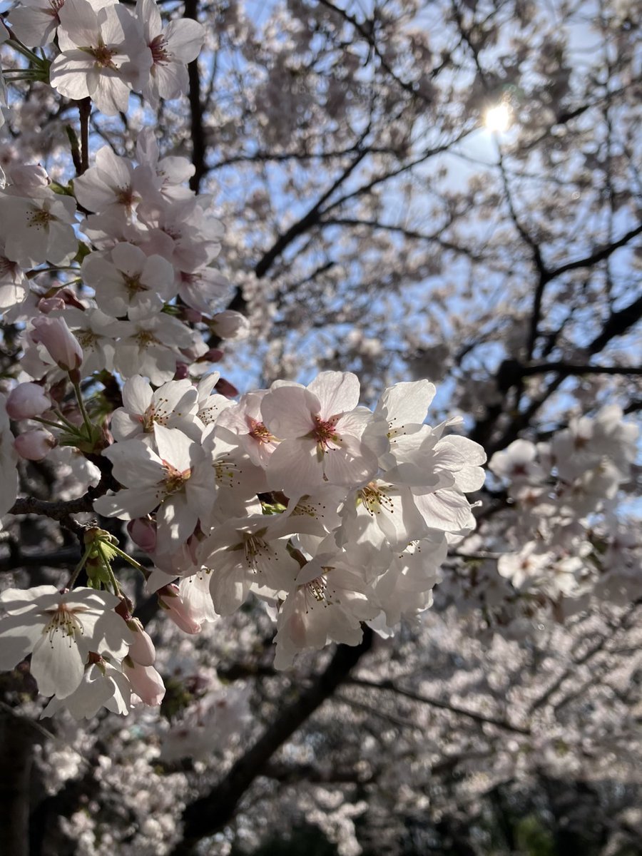 JPCC|日本コスプレ委員会 tweet media