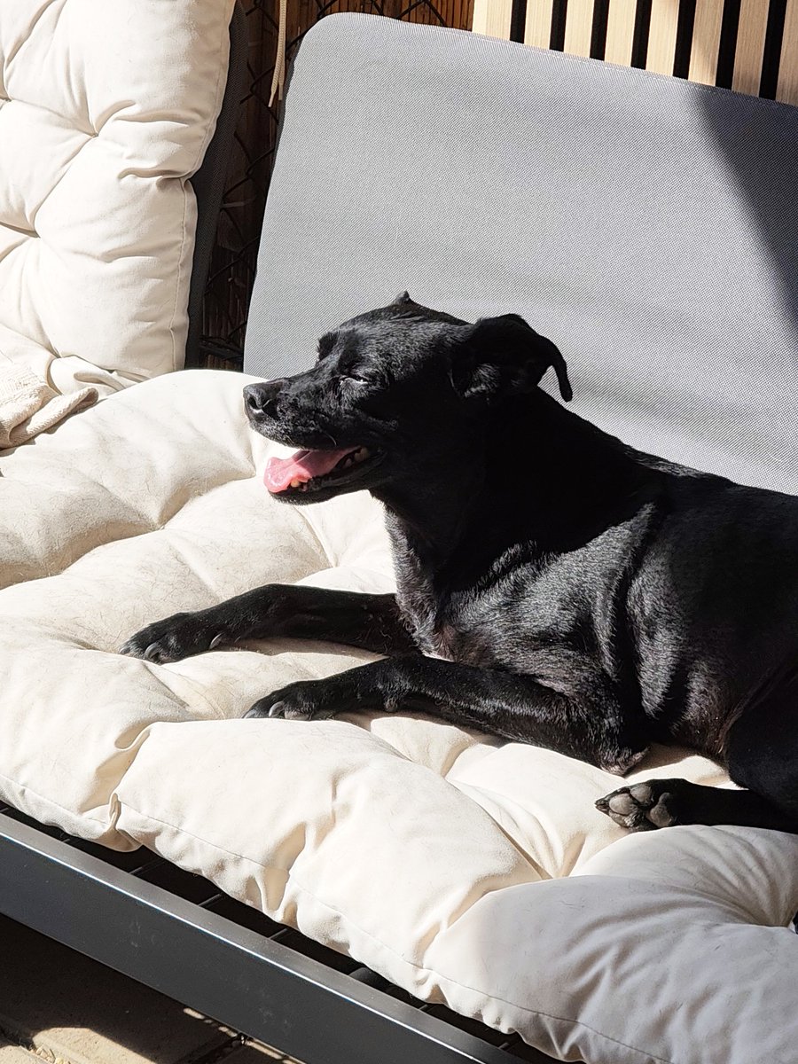 Waldgeist tweet media