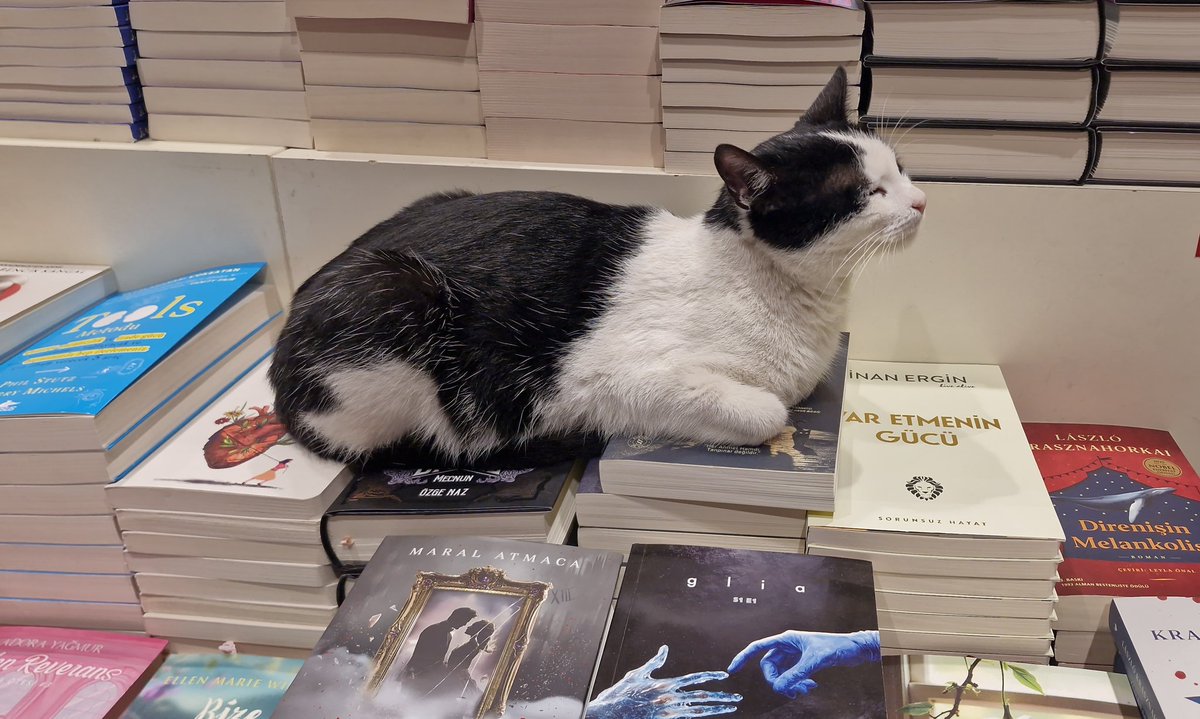 Рин🐬 ☽̶☾ tweet media