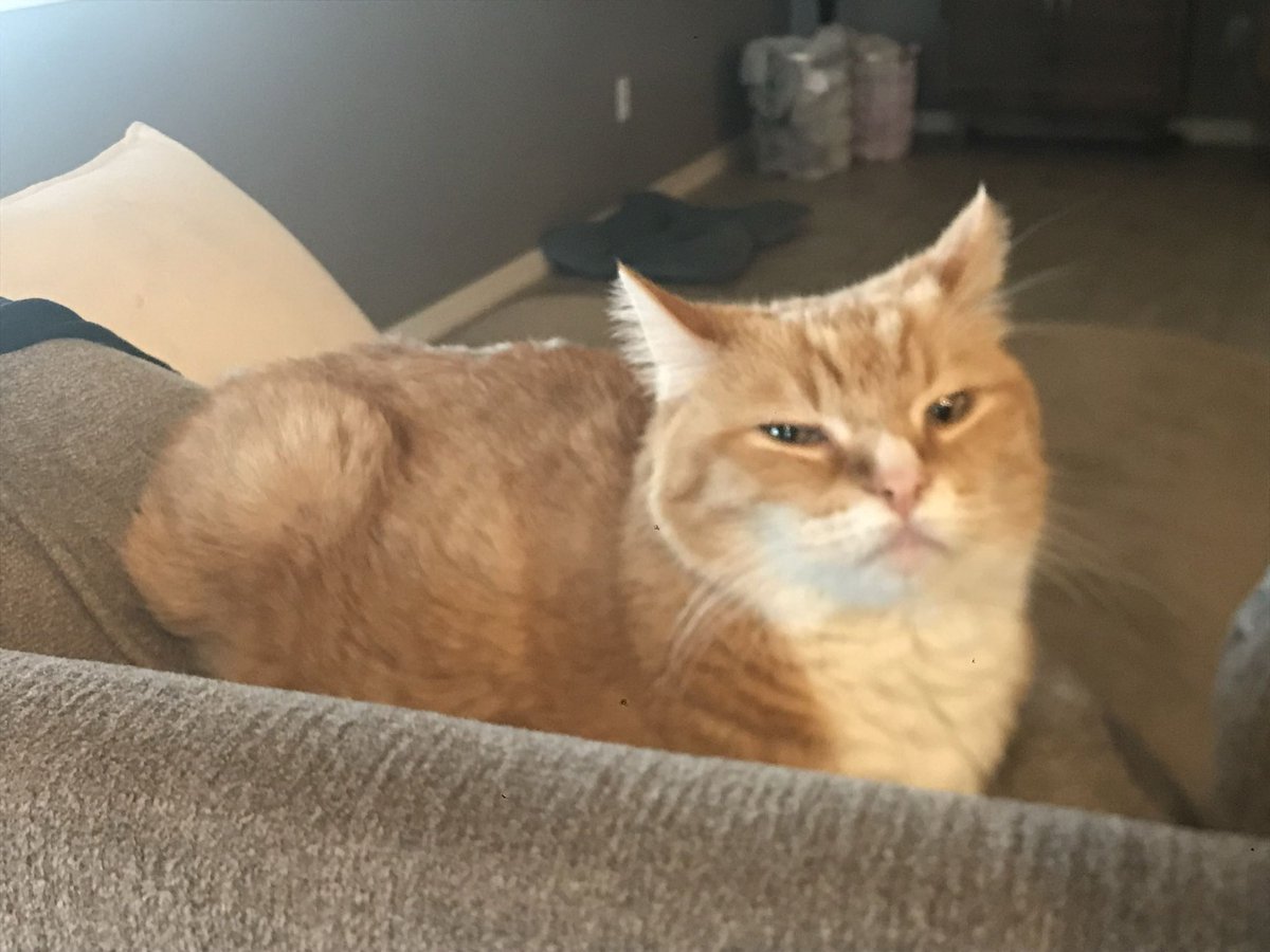 Nycto📿Celestial Horror ◈VCRYPTID◈ tweet media