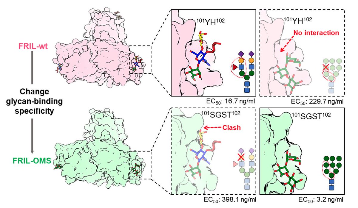 AcadSinica's tweet photo. Che Ma's team uses structure-guided engineering to reprogram glycan specificity of FRIL, an antiviral lectin—switching its binding preference from complex glycans to oligomannose via loop B modifications. Nat Comms.
https://t.co/Vx7vatIE5F
#ProteinEngineering #GlycanBiology https://t.co/qe76BbTxrC