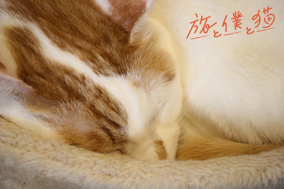 ドラマ『旅と僕と猫』【テレ東公式】🐈 tweet media