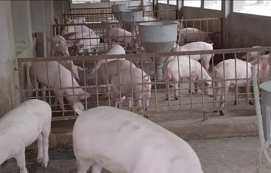 Milton Zhakata tweet media