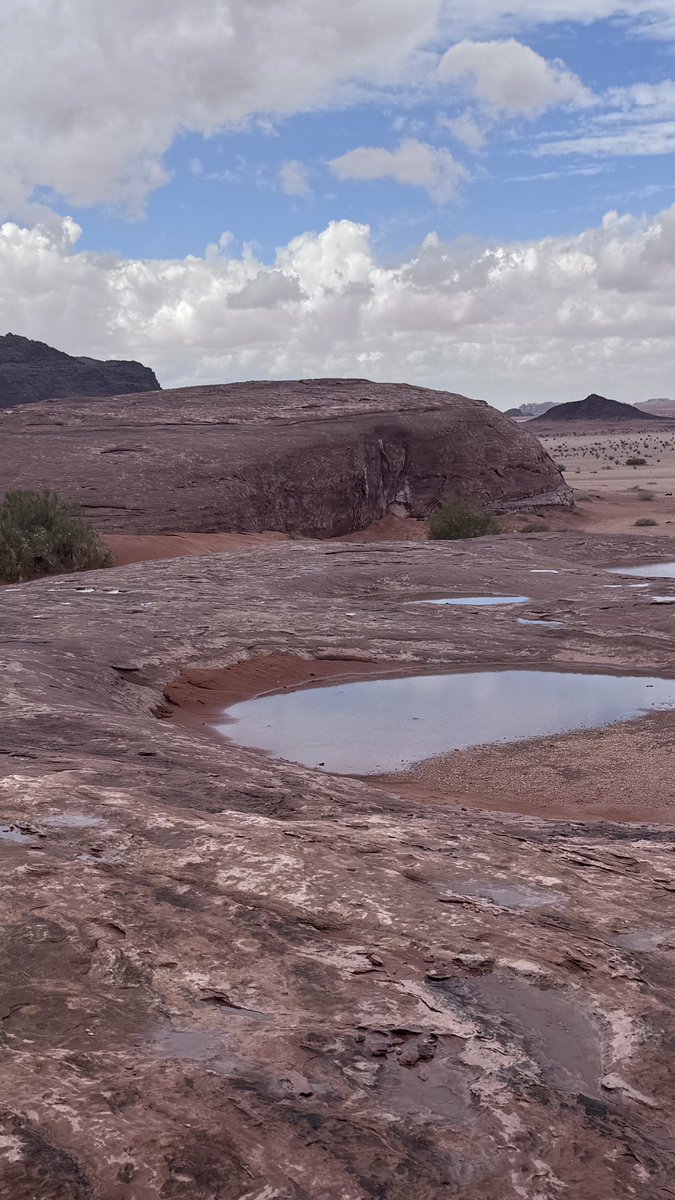 ماهر الربيلي tweet media