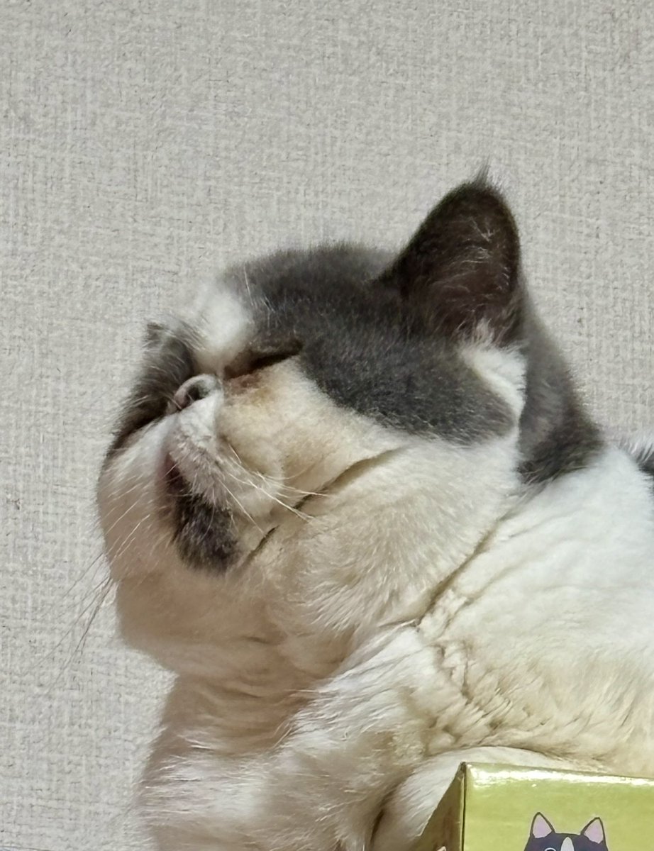 ぬこにゃん tweet media