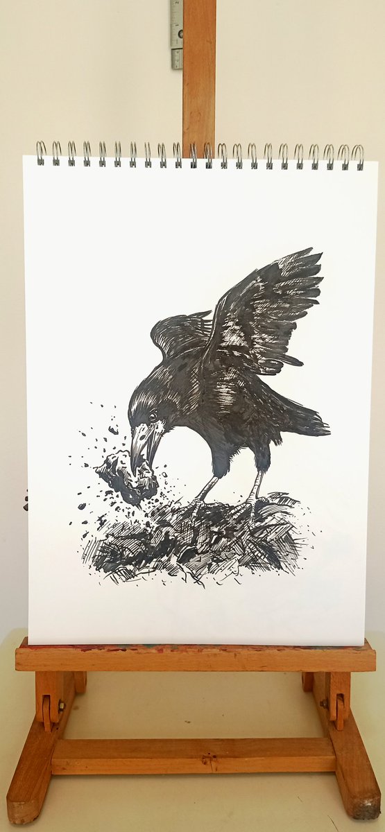 maohee's tweet image. The Rook: a tireless seeker, unearthing secrets from the soil with a silver-gray beak and wings of ink.

#corvid #inkonpaper #naturedrawing #actionart #birdillustration #rook #blackandwhiteart #inksketch #traditionalmedia #crowfamily #wildlifeart #inkwork #brushpen