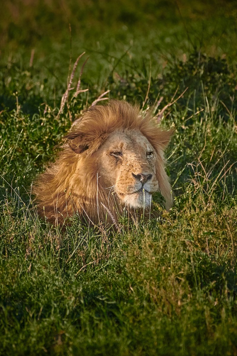 bownaankamal's tweet photo. Silence is not absence — it’s control, holding power without needing to prove it.

A Proud King from the Plains of Serengeti | Tanzania

Photo by @BlackRockLionX Aka @BownaanKamal
.
.
#biosapiens #exploretanzania #lionsinthewild #natgeoyourshots #nationalparkgeek https://t.co/yx1rIXAy5A