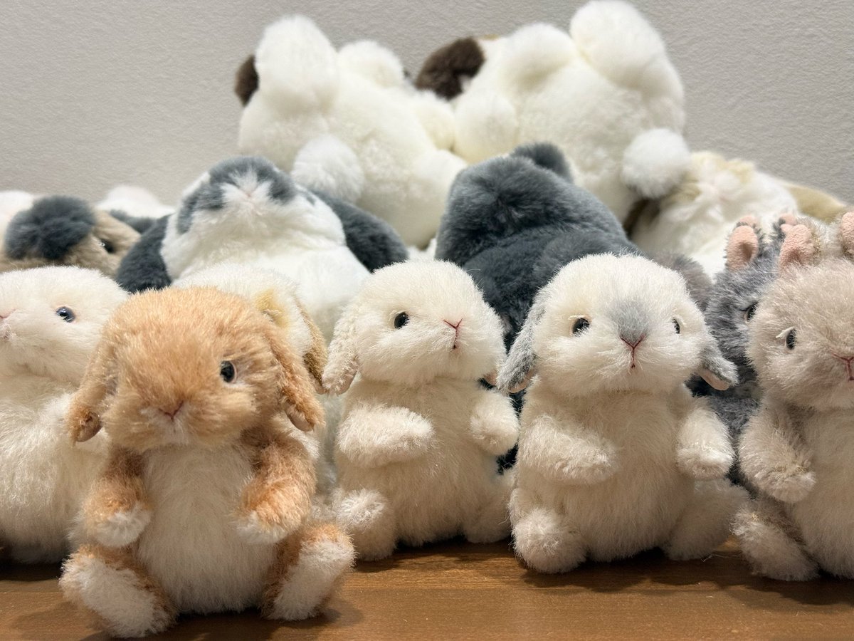 Bonita Rabbits🐰デザフェス63 5/23,24 N-114 tweet media