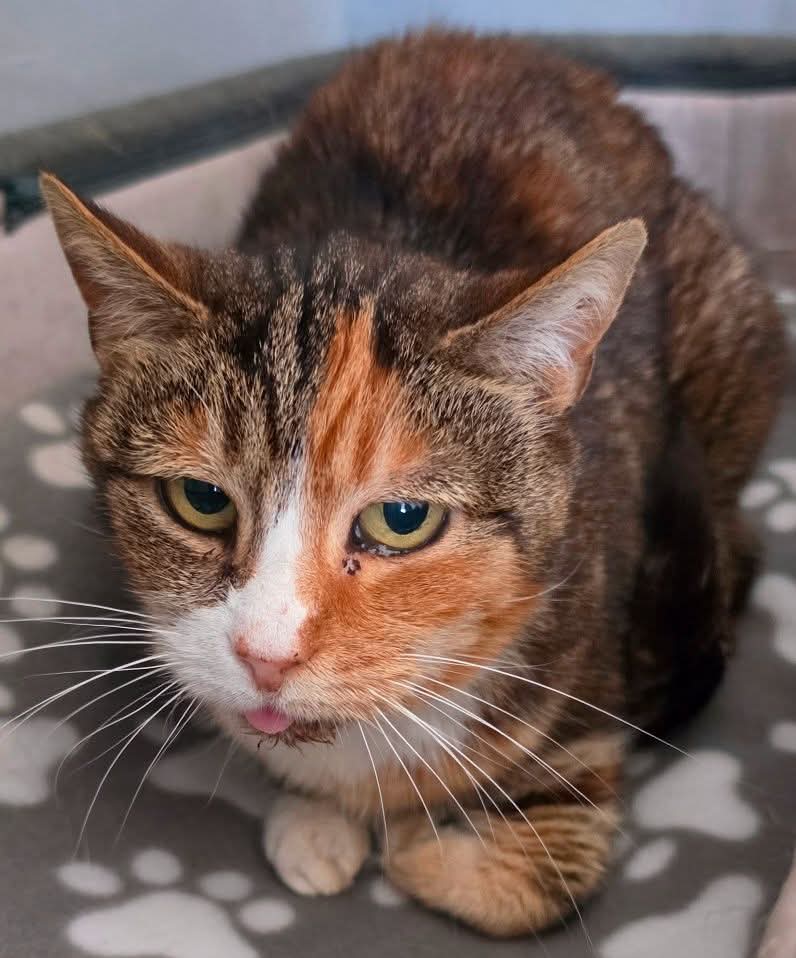 Myrtle  is one of our independent cats at Bradford Cat Watch Rescue and Sanctuary and visitors  will rarely  see her. 

Myrtle has a guesstimate birthday and today we are celebrating  her 12th Birthday.