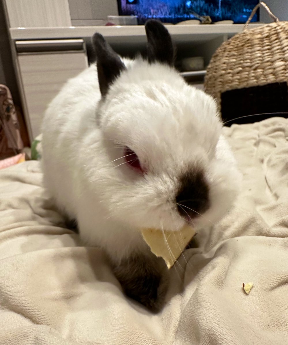 ヒマラヤンのうさぎ(ミラ) tweet media