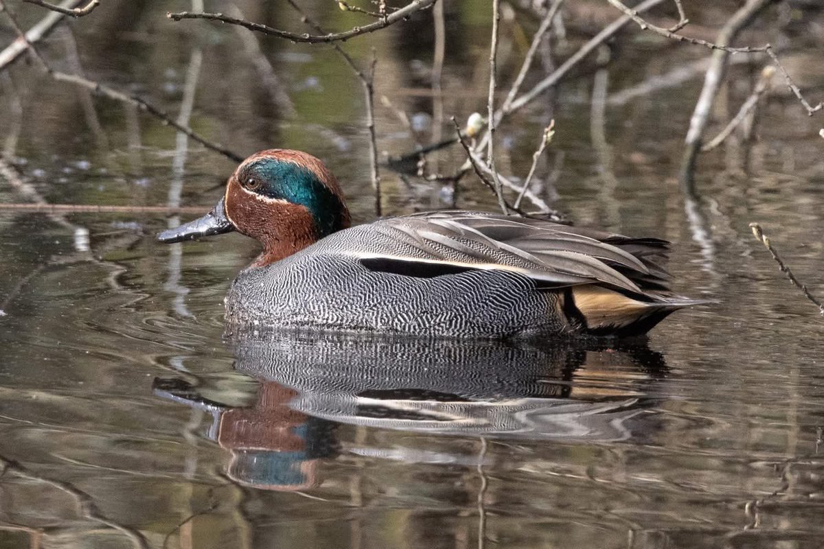 ACHUB PENRHOS / SAVE PENRHOS NATURE RESERVE 🍃💚🍃 tweet media