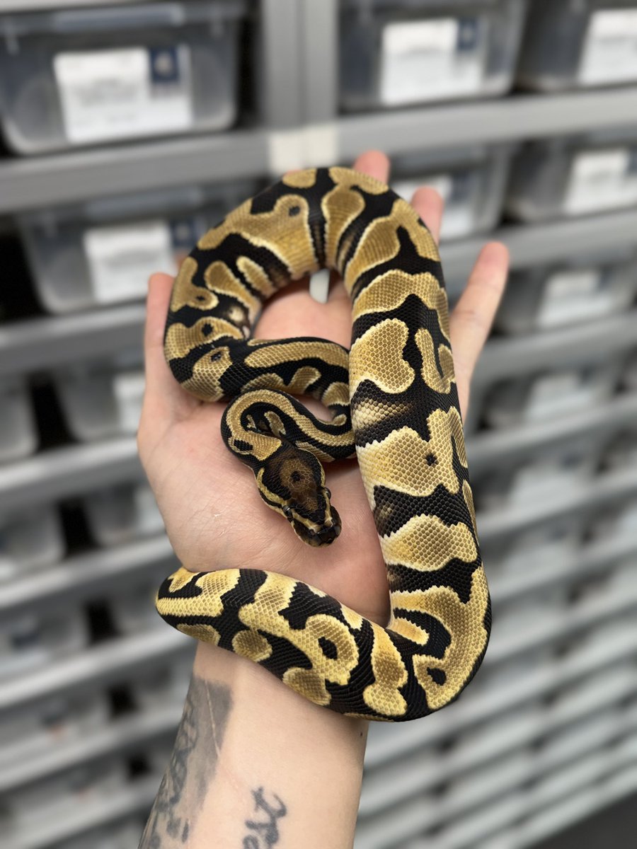 Fabulous_Park tweet media