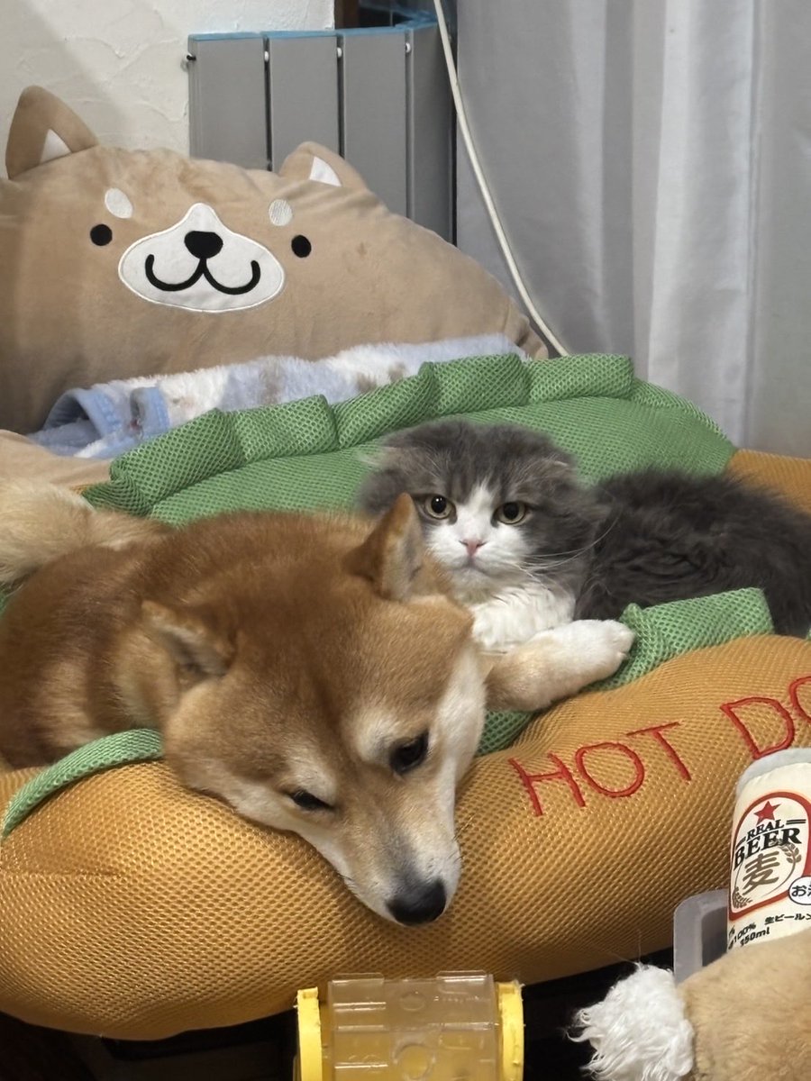 ぎんじ tweet media