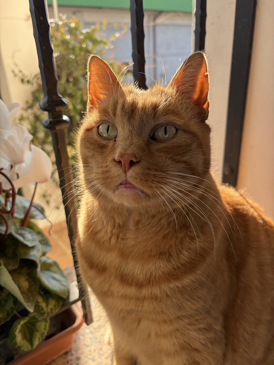 gio 🥥 tweet media