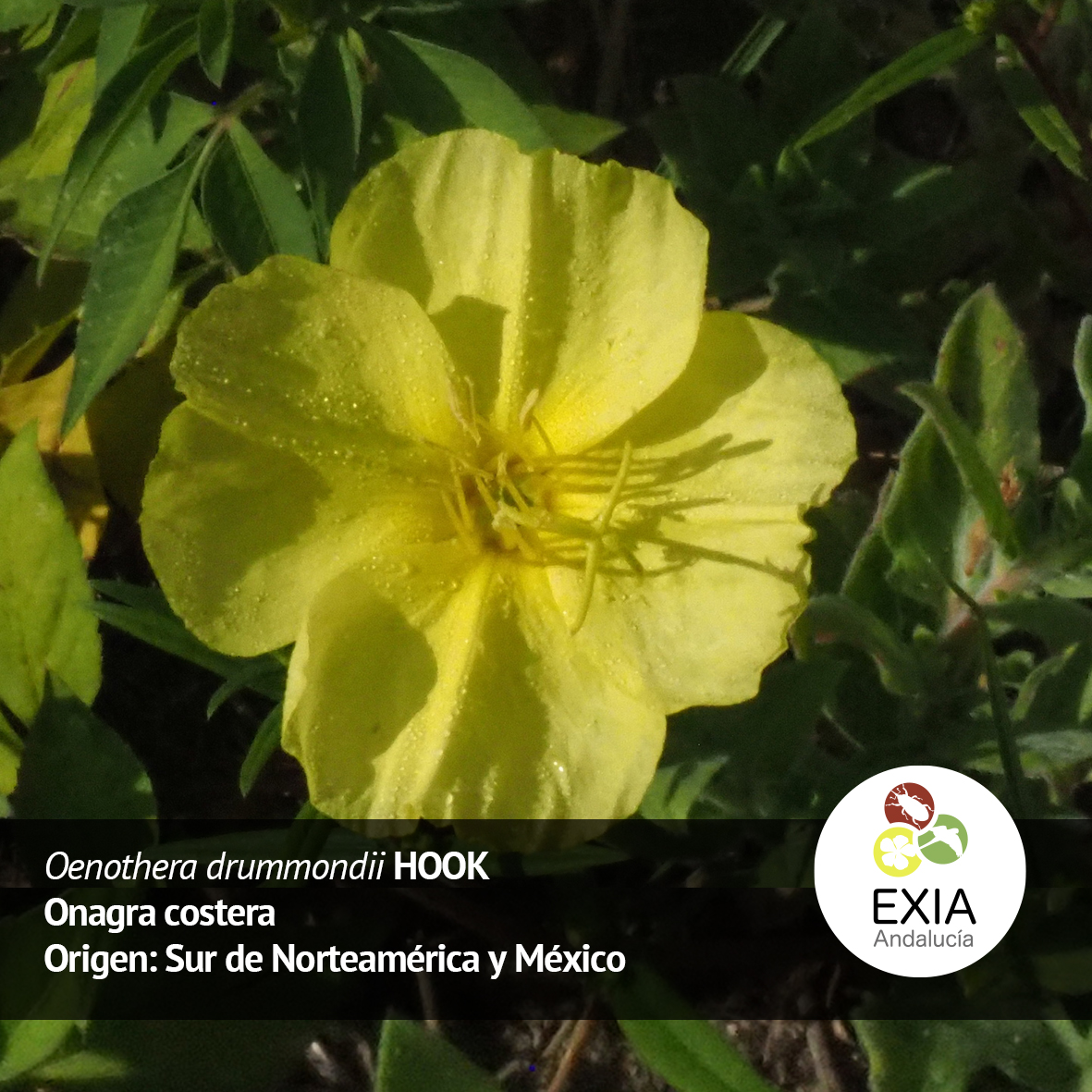 Proyecto LifeWatch ERIC - Sumhal tweet media