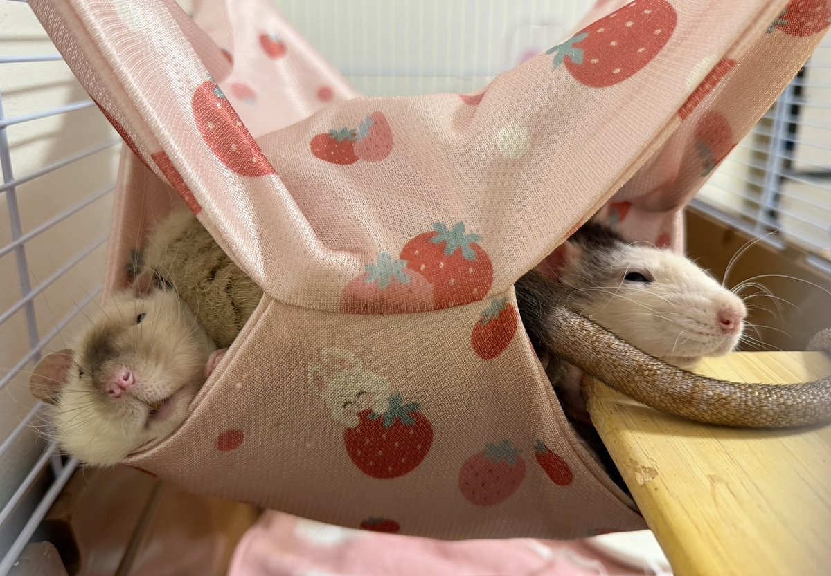 ﾇﾝﾒ•ﾘｰ tweet media