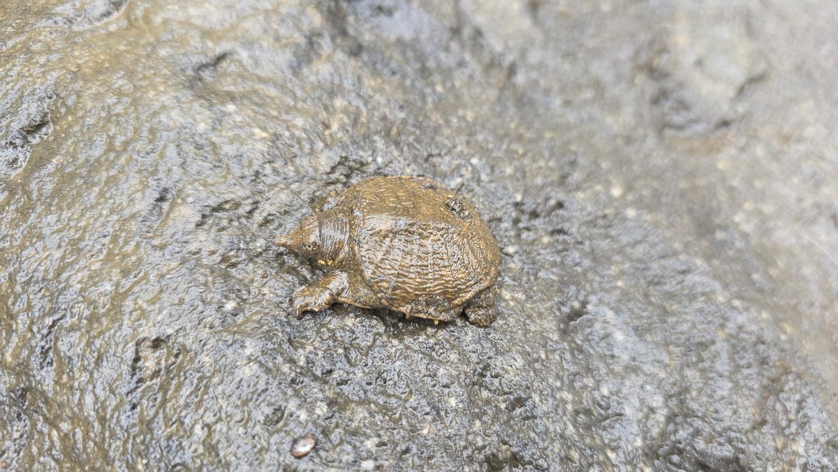 マーシーの獲ったり狩ったり tweet media