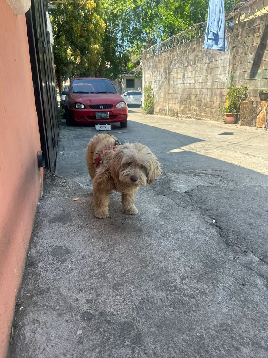 Lyss 🇸🇻 tweet media