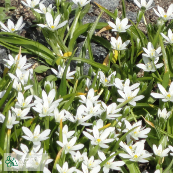 CompPlantBiol's tweet photo. Explore new records and noteworthy data of plants, algae and fungi in SE Europe like this Ornithogalum montanum at https://t.co/Lu49MzDd8p  #botany #openaccess @BiologyFaculty https://t.co/VHlZc3Om9W