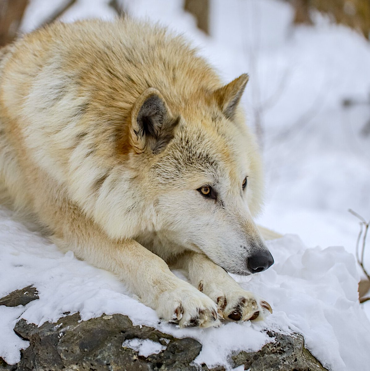 International Wolf Center tweet media